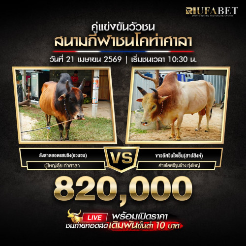 วัวชน