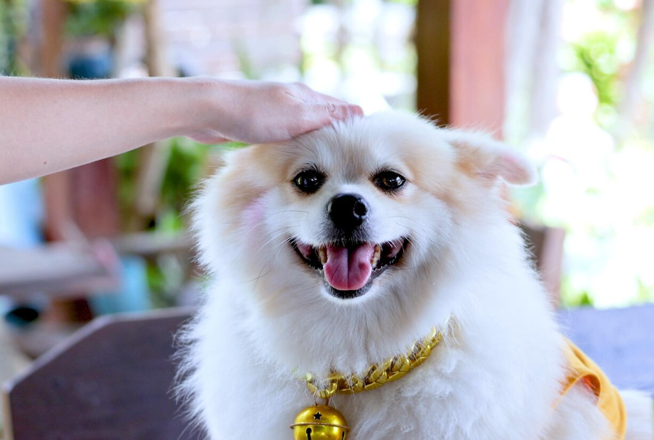 การให้บริการอาหารเปียกสุนัข